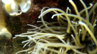 Sea anemone - Anemonia viridis (sulcata)