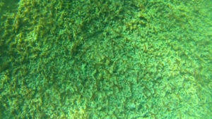 Mucillagine Mucilage Cianobatteri Oscillatoriales Algae