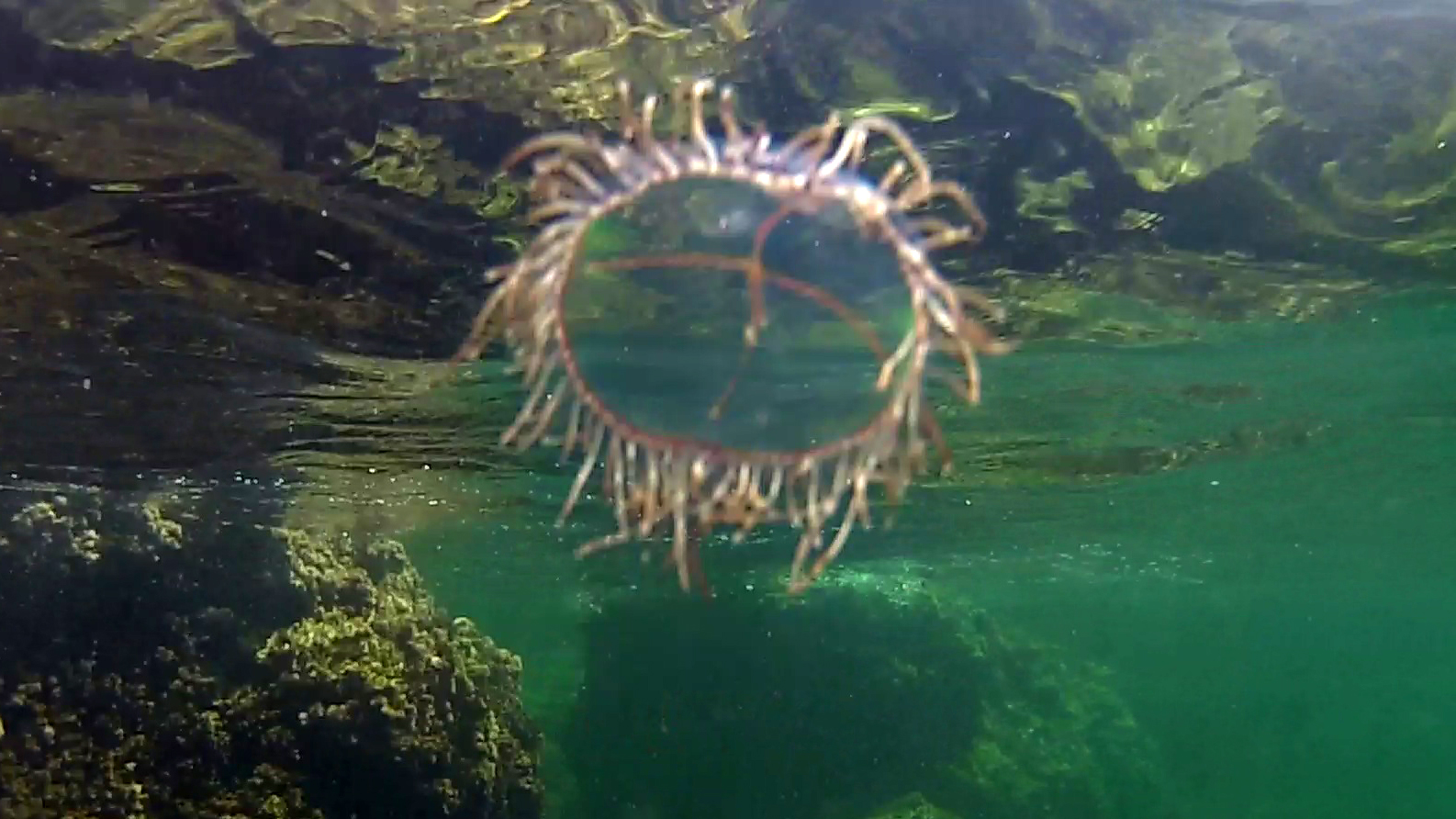 Olindias phosphorica Medusa Cigar jellyfish intotheblue.it