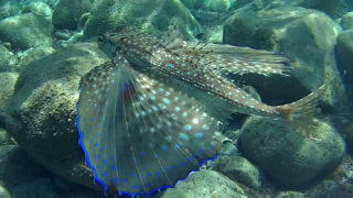 Rondine di Mare Pesce civetta - Dactylopterus volitans