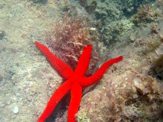 Stella Marina Rossa - Echinaster Sepositus - Mediterranean Star Red - Intotheblue.it