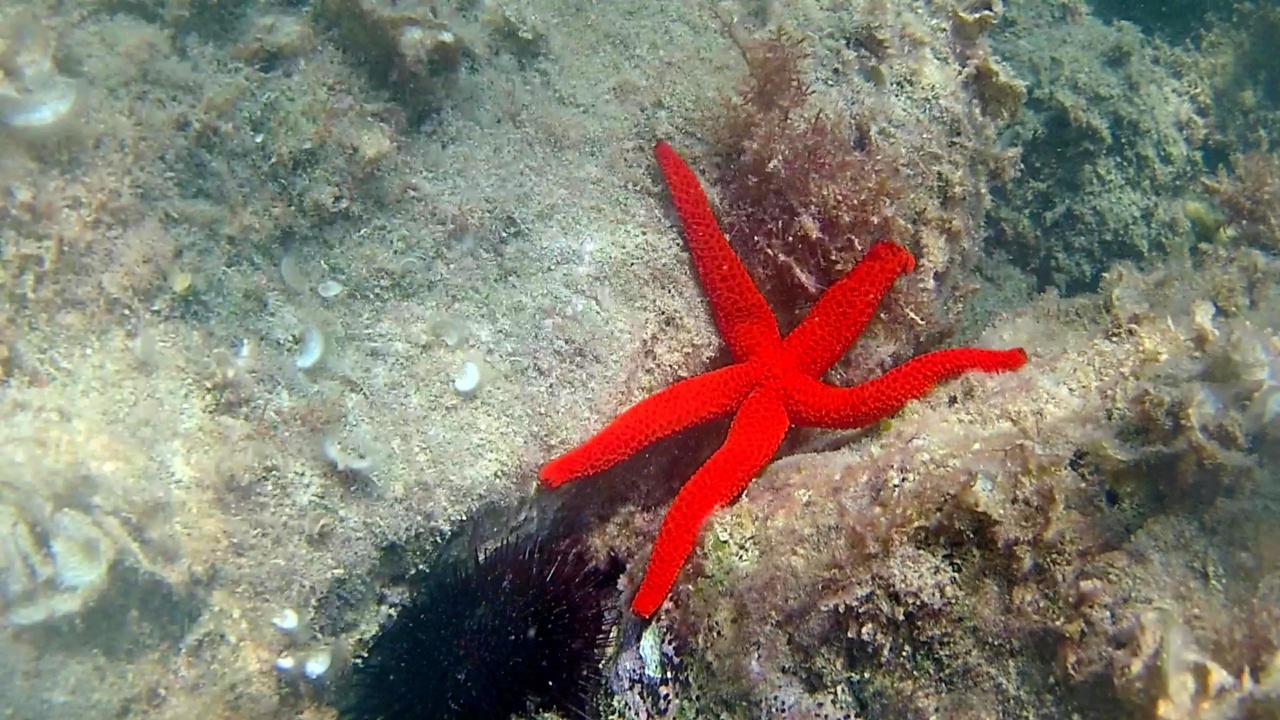 Stella Marina Rossa - Echinaster sepositus - Mediterranean Star Red - intotheblue.it