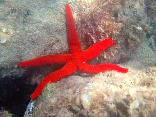 Stella Marina Rossa - Echinaster Sepositus - Mediterranean Star Red - Intotheblue.it