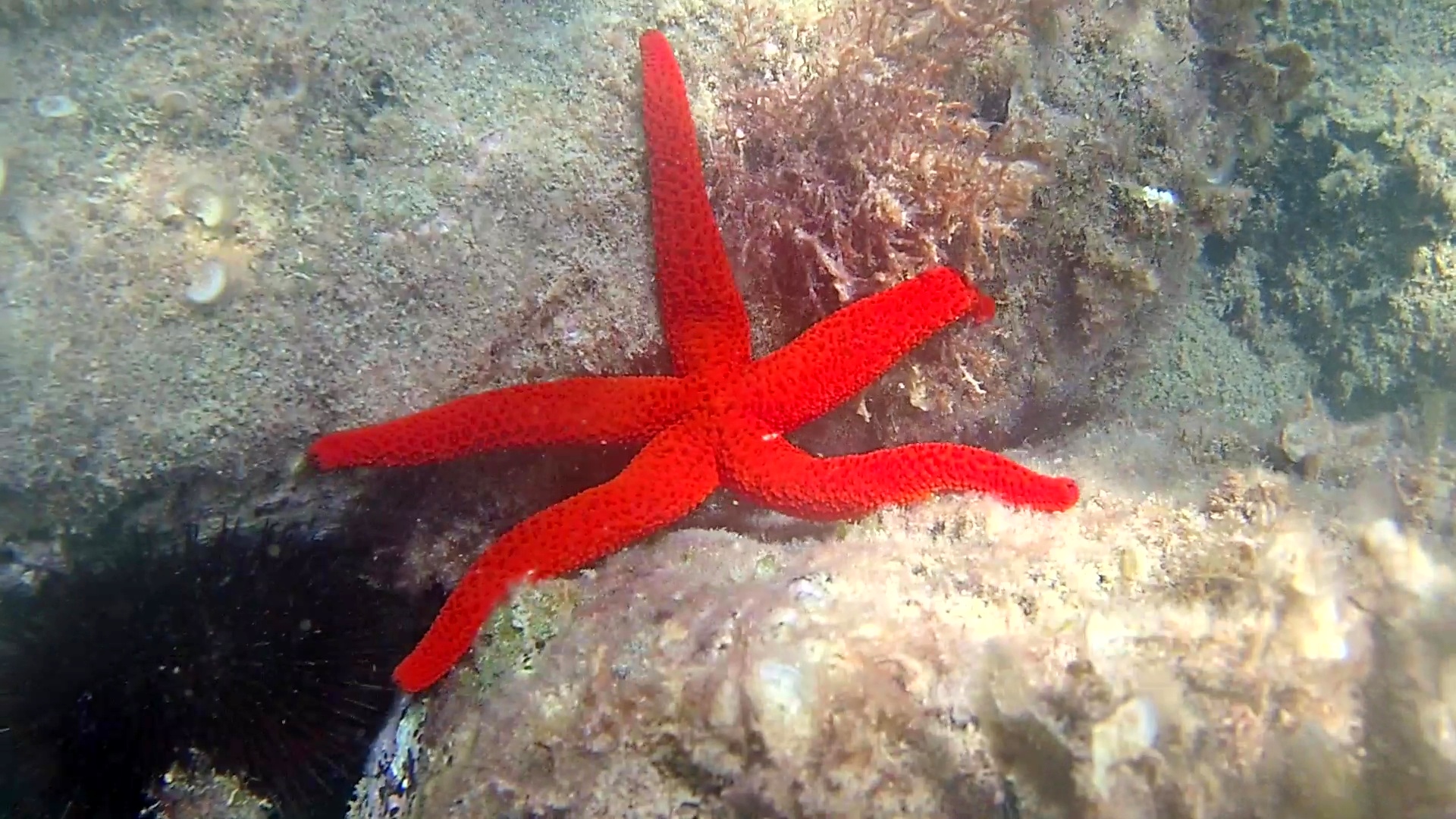 Stella Marina Rossa - Echinaster sepositus - Mediterranean Star Red - intotheblue.it