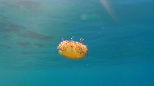 Simbiosi tra pesce e medusa - intotheblue.it