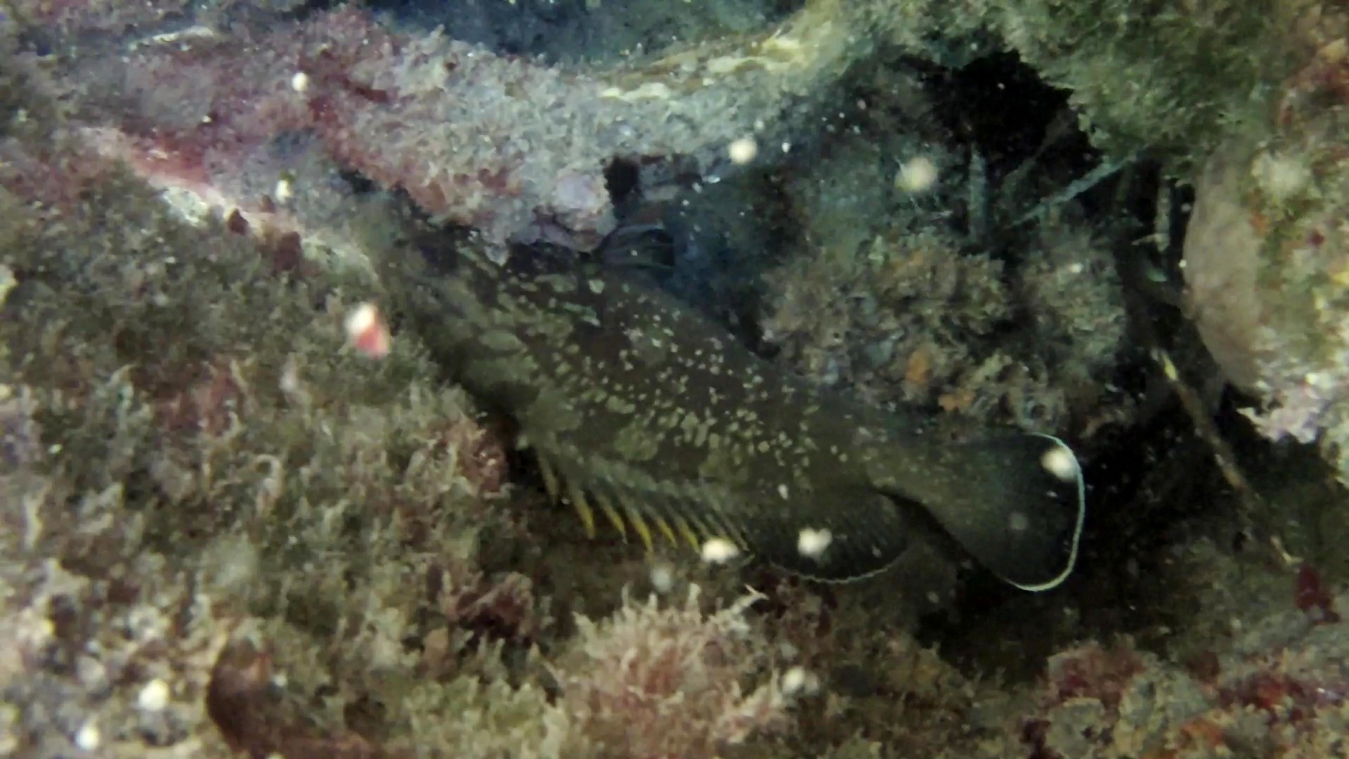 Cernia Bruna - Epinephelus marginatus - The Grouper of Mediterranean Sea - intotheblue.it