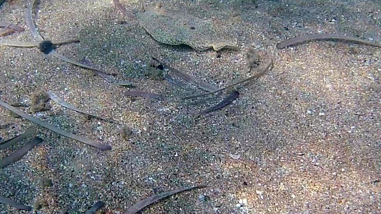 Il Rombo di rena - Bothus podas - Wide-eyed flounder - intotheblue.it