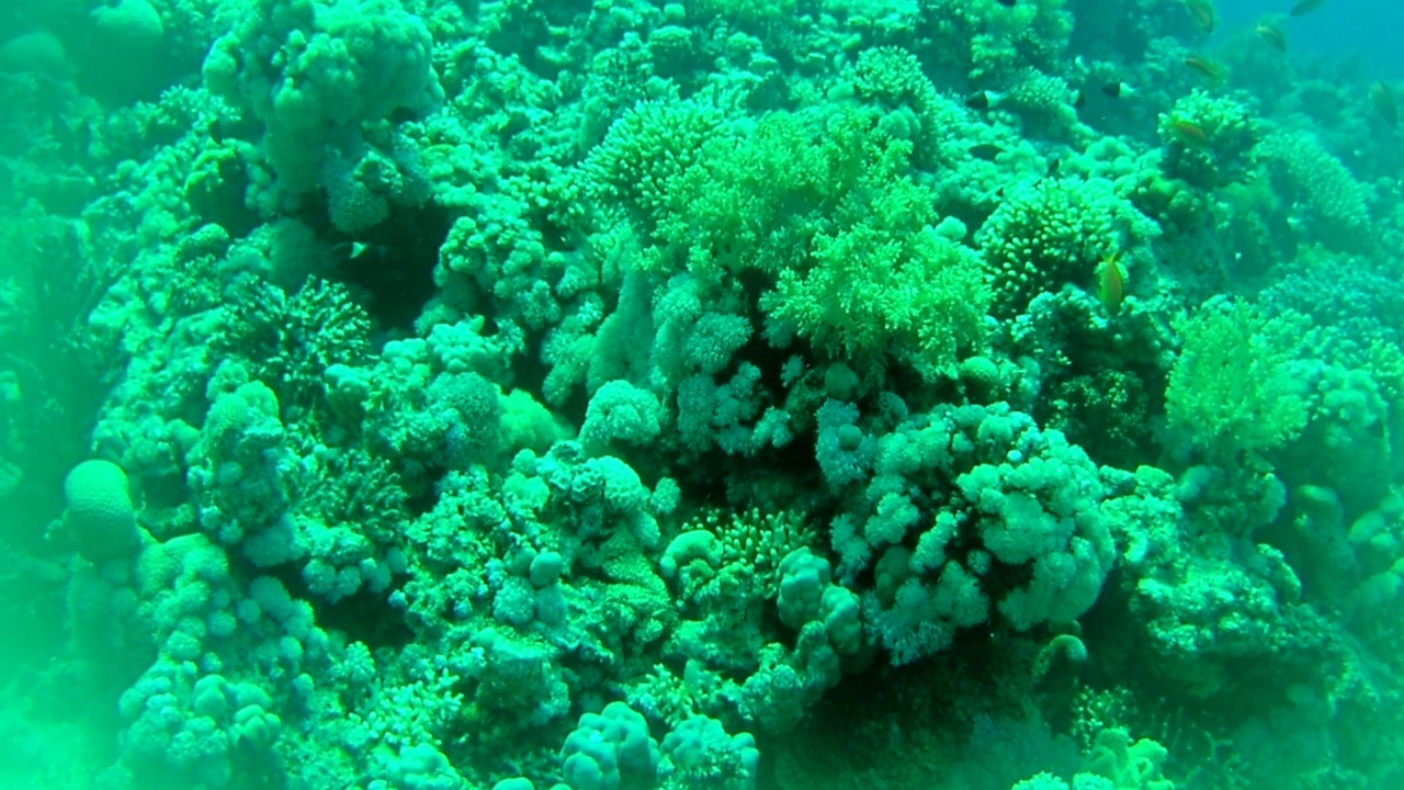 La Barriera Corallina di Sharm el-Sheikh - The Sharm el-Sheikh Coral Reef - intotheblue.it