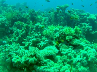 La Barriera Corallina Di Sharm El-Sheikh - The Sharm El-Sheikh Coral Reef - Intotheblue.it