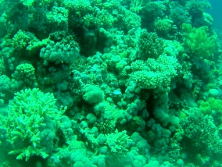 La Barriera Corallina Di Sharm El-Sheikh - The Sharm El-Sheikh Coral Reef - Intotheblue.it