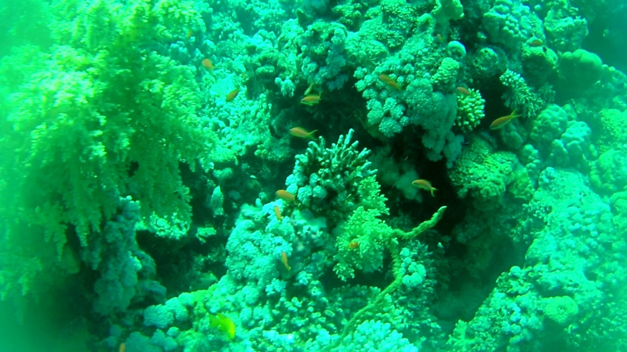 La Barriera Corallina di Sharm el-Sheikh - The Sharm el-Sheikh Coral Reef - intotheblue.it