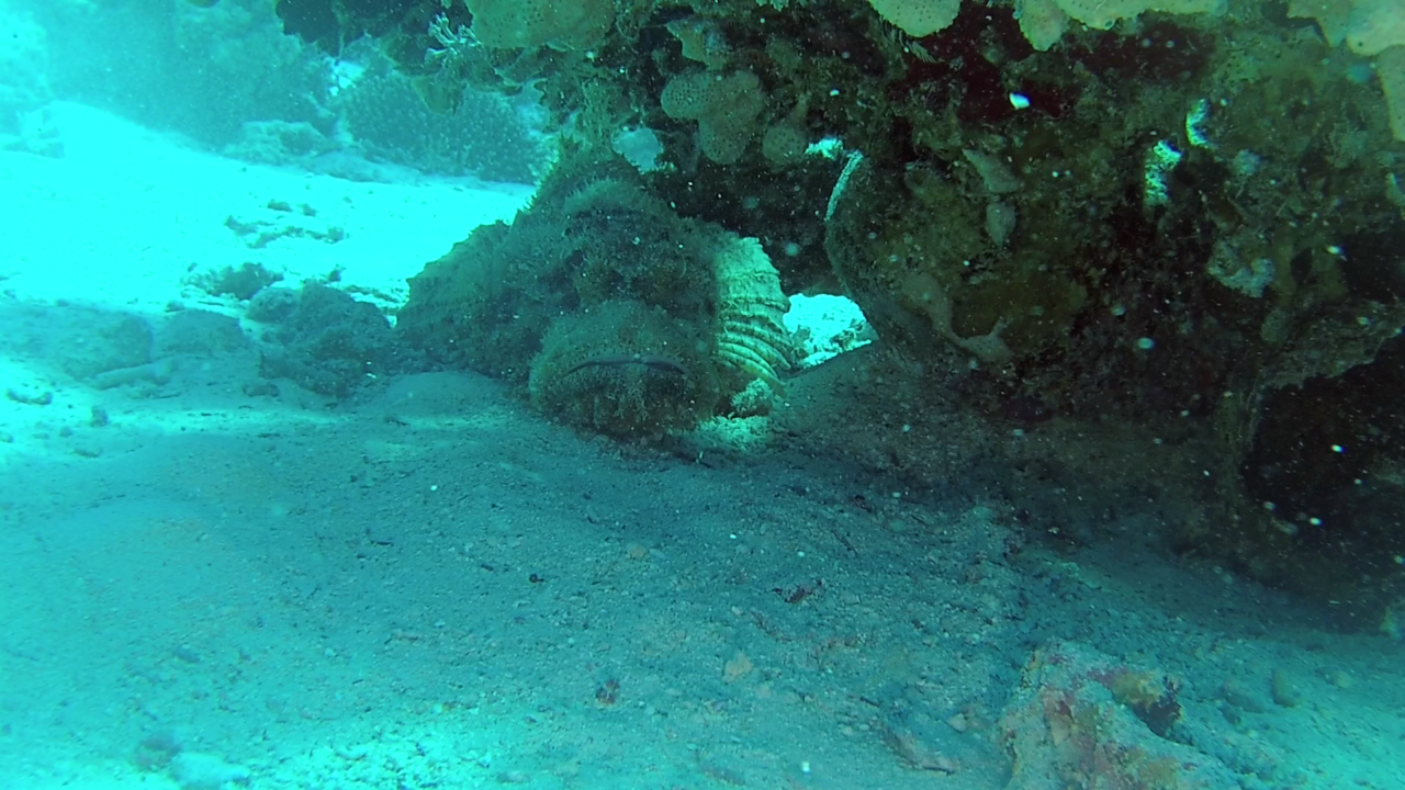 Il Pesce Pietra - Synanceia verrucosa - Reef Stonefish - intotheblue.it