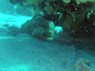 Il Pesce Pietra - Synanceia Verrucosa - Reef Stonefish - Intotheblue.it