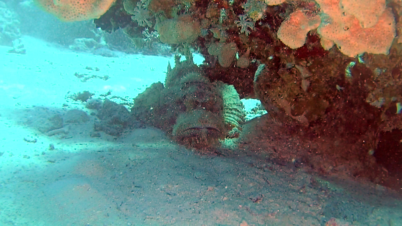 Il Pesce Pietra - Synanceia verrucosa - Reef Stonefish - intotheblue.it