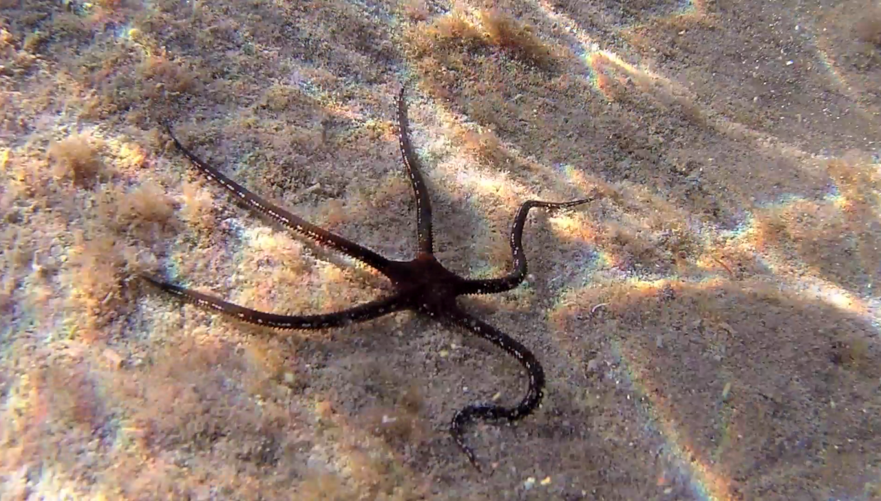 La Stella Serpentina Liscia - The Brittle Starfish - Ophiodermatidae - intotheblue.it