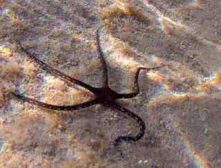 La Stella Serpentina Liscia - The Brittle Starfish - Ophiodermatidae - Intotheblue.it