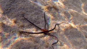 La Stella Serpentina Liscia - The Brittle Starfish - Ophiodermatidae - intotheblue.it