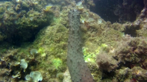 Sea Cucumbers - Holoturia tubulosa