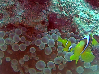 Il Pesce Pagliaccio Dalla Coda Gialla - The Yellowtail Clownfish - Amphiprion Clarkii - Intotheblue.it