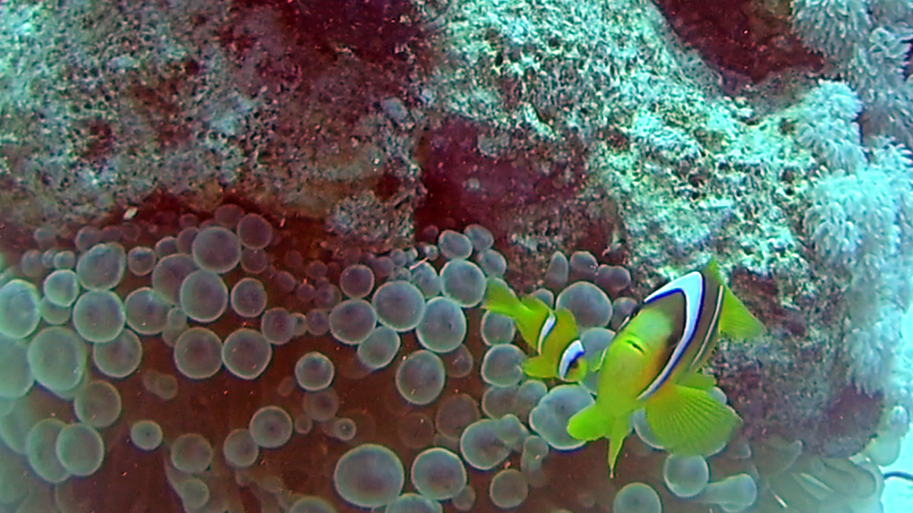Il Pesce Pagliaccio dalla Coda Gialla - The Yellowtail Clownfish - Amphiprion clarkii - intotheblue.it
