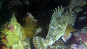 Scorfano Nero Black scorpionfish Scorpaena Porcus intotheblue.it