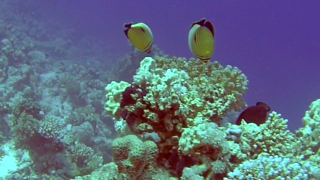 The Blacktail Butterflyfish 