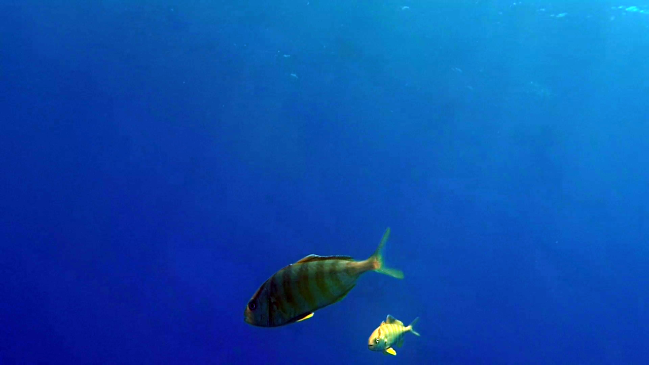 Caranx Crysos curiosi in visita al sub in decompressione - Caranx Crysos fishs curious visit the diver in decompression - intotheblue.it