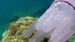 Il Polmone di Mare - the Barrel Jellyfish - Rhizostoma Pulmo - intotheblue.it