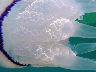 Il Polmone Di Mare - The Barrel Jellyfish - Rhizostoma Pulmo - Intotheblue.it