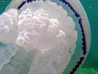 Il Polmone Di Mare - The Barrel Jellyfish - Rhizostoma Pulmo - Intotheblue.it