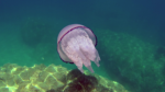 Il Polmone di Mare - the Barrel Jellyfish - Rhizostoma Pulmo - intotheblue.it