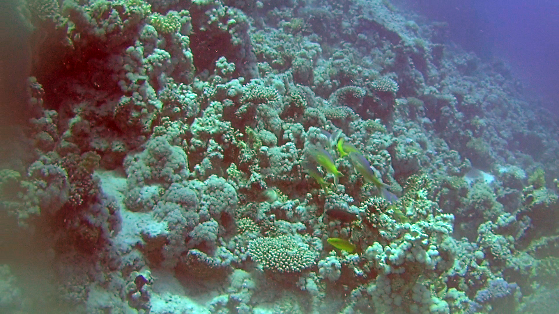 Triglia tropicale del Mar Rosso - The Goldsaddle Goatfish - Parupeneus cyclostomus - intotheblue.it