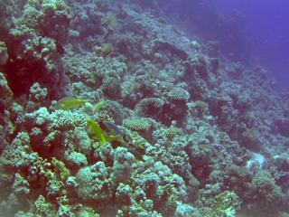 Triglia Tropicale Del Mar Rosso - The Goldsaddle Goatfish - Parupeneus Cyclostomus - Intotheblue.it