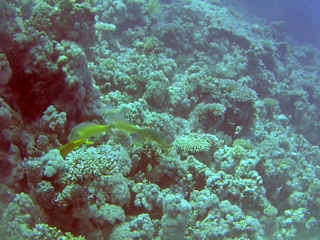 Triglia Tropicale Del Mar Rosso - The Goldsaddle Goatfish - Parupeneus Cyclostomus - Intotheblue.it