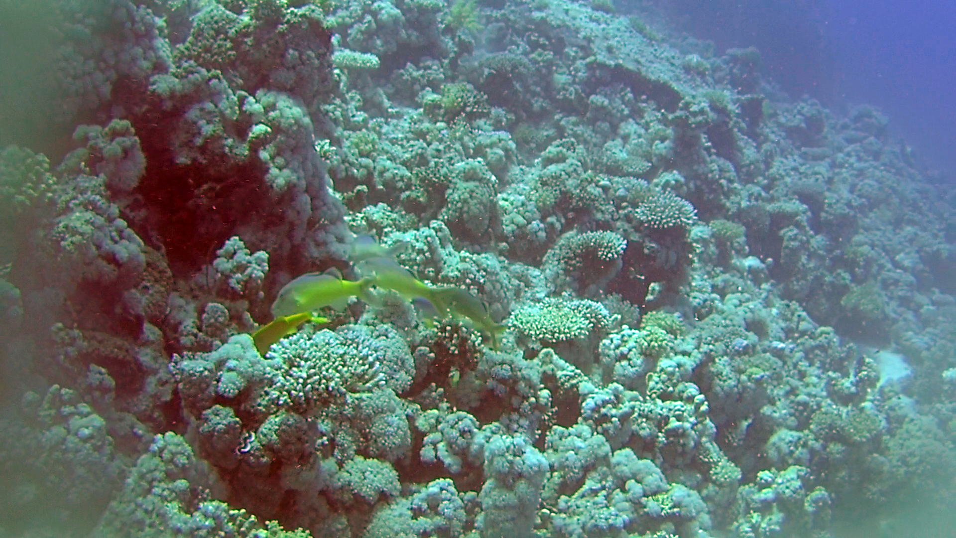 Triglia tropicale del Mar Rosso - The Goldsaddle Goatfish - Parupeneus cyclostomus - intotheblue.it