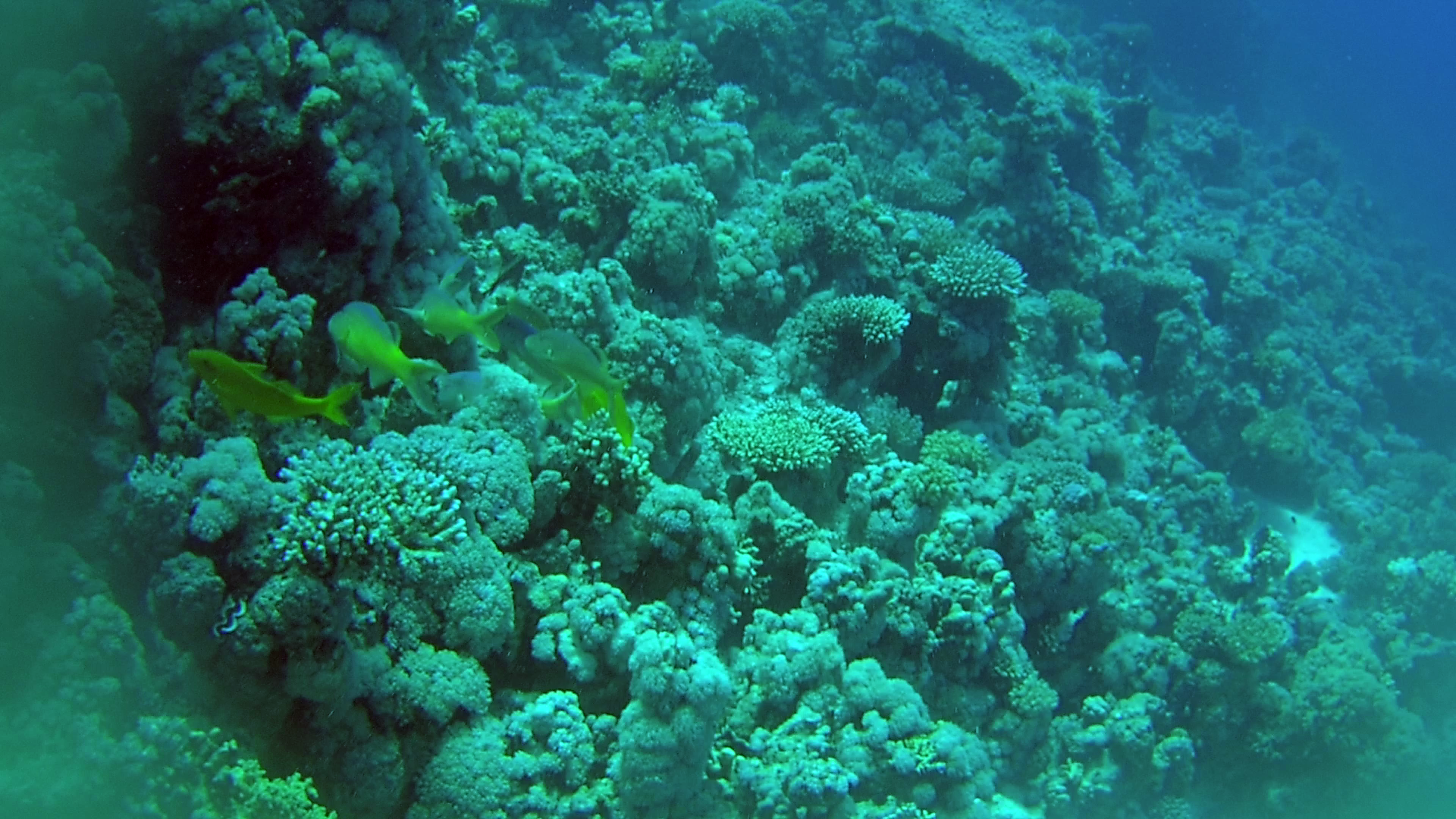 Triglia tropicale del Mar Rosso - The Goldsaddle Goatfish - Parupeneus cyclostomus - intotheblue.it