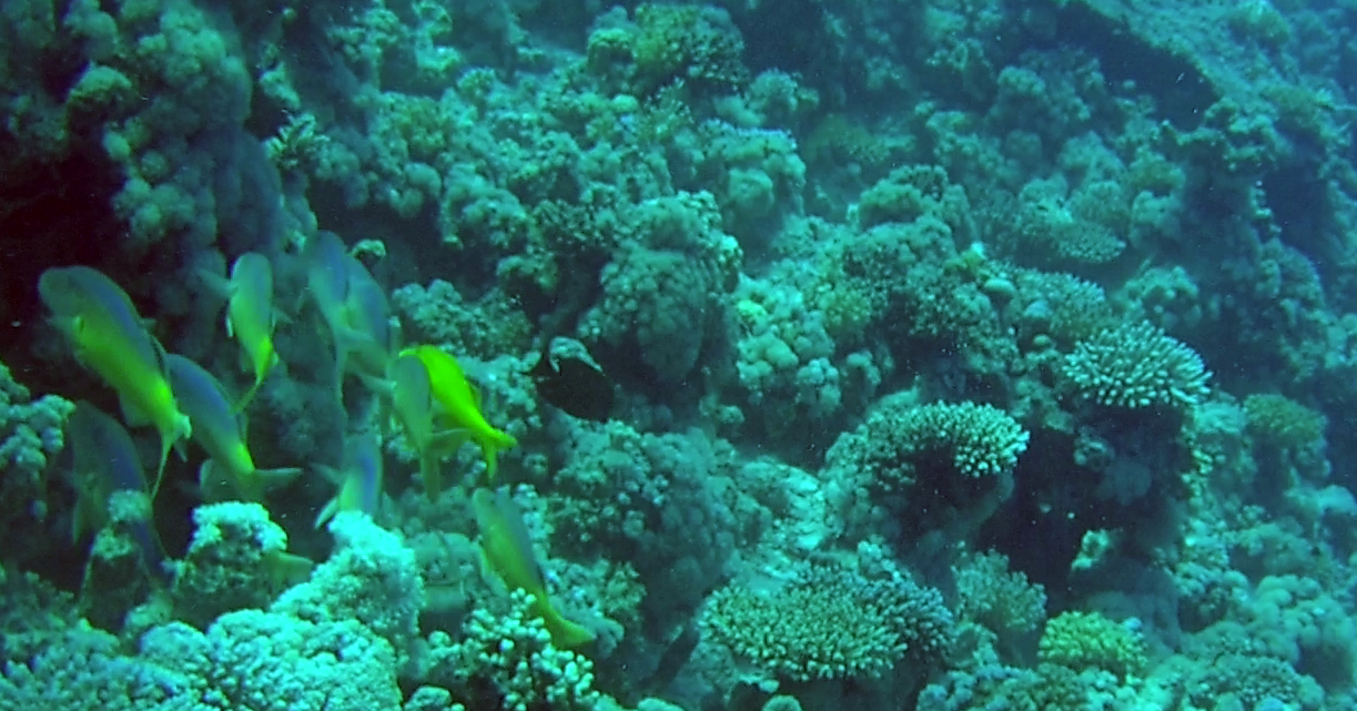 Triglia tropicale del Mar Rosso - The Goldsaddle Goatfish - Parupeneus cyclostomus - intotheblue.it