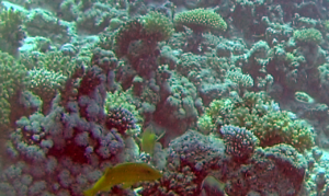 Triglia tropicale del Mar Rosso - The Goldsaddle Goatfish - Parupeneus cyclostomus - intotheblue.it
