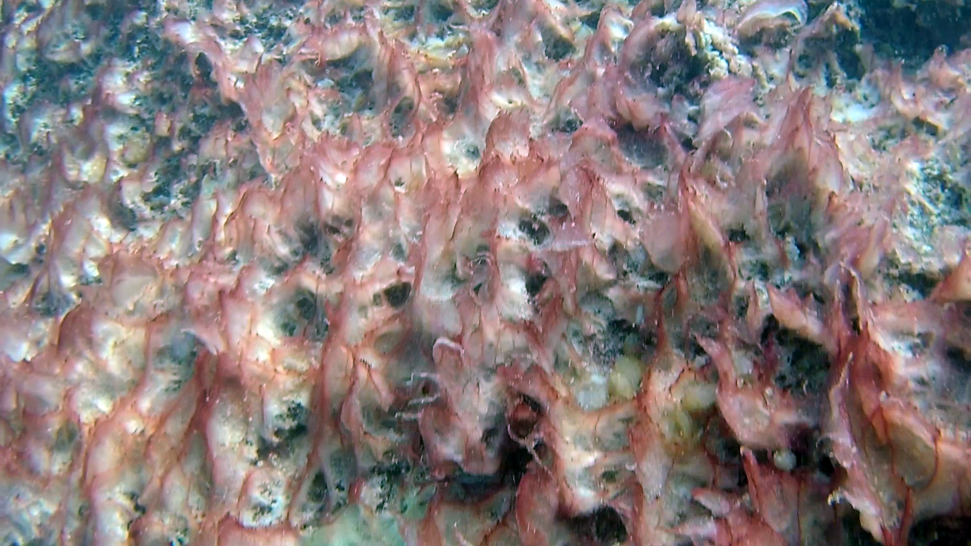 Mucillagine causata da riscaldamento marino -Mucilage caused by marine heating - intotheblue.it