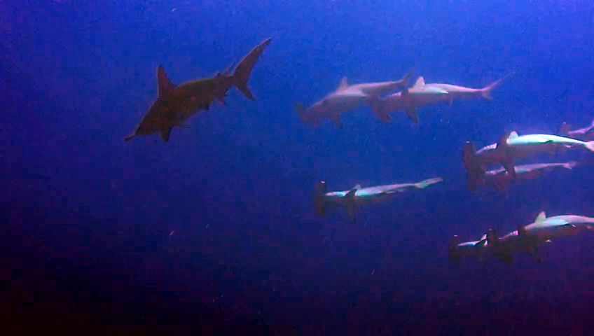 Gli Squali Martello - The Hammerhead Sharks - intotheblue.it