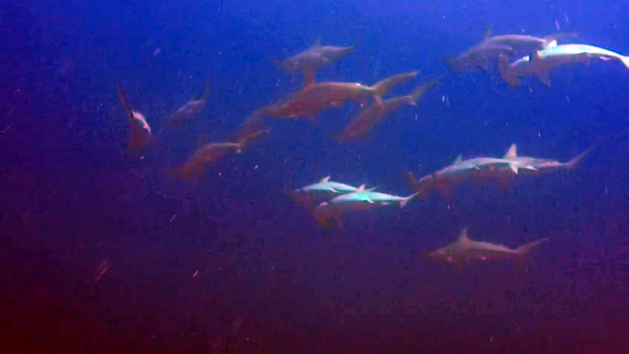 Gli Squali Martello - The Hammerhead Sharks - intotheblue.it