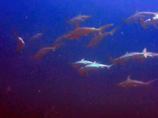 Gli Squali Martello - The Hammerhead Sharks - Intotheblue.it