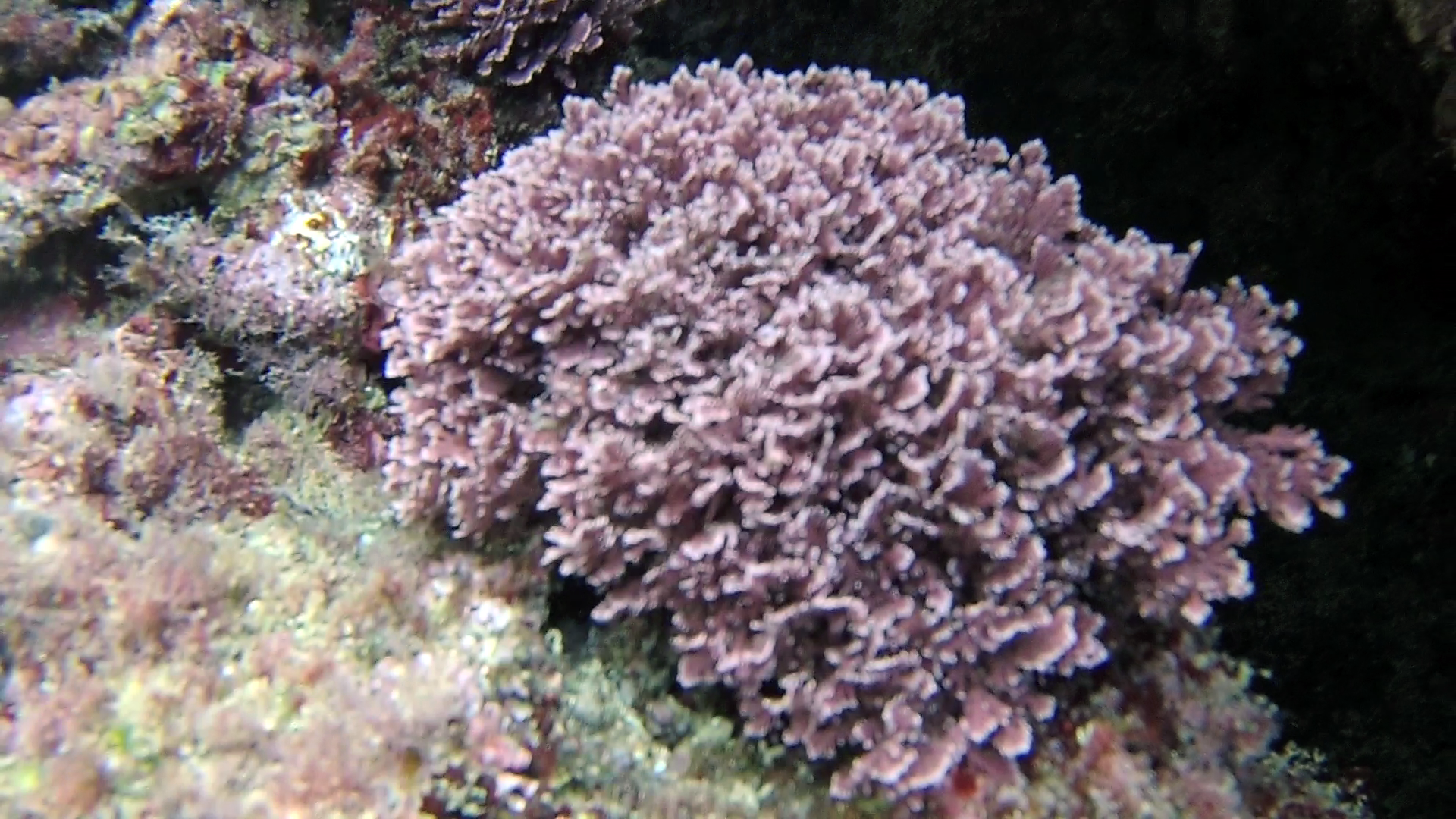 Alga Corallina 