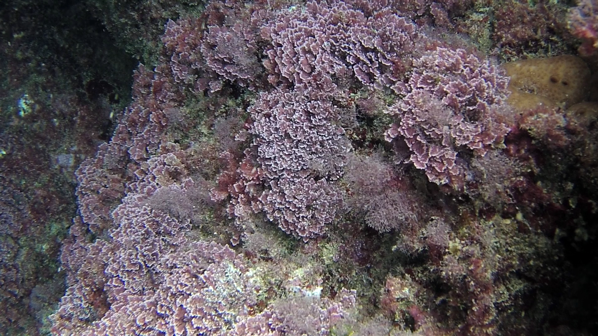 Alga Corallina 