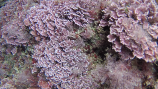 Alga Corallina - Officinalis Caespitosa