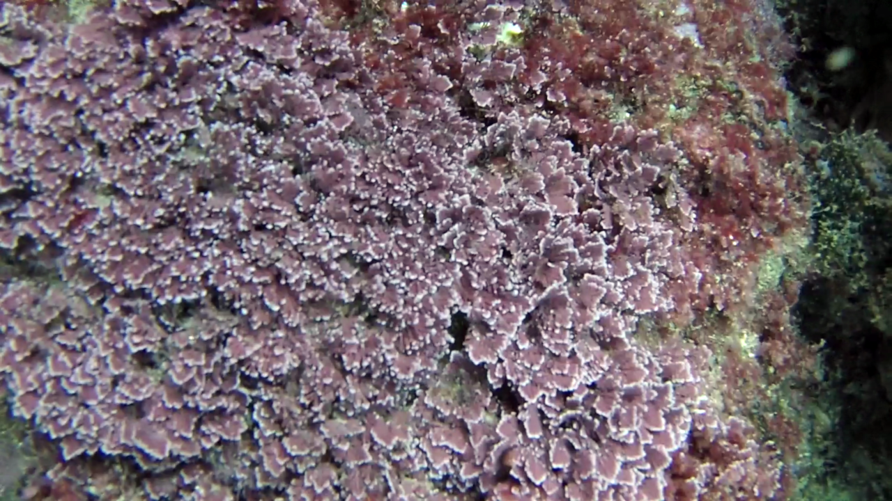 Alga Corallina "Officinalis Caespitosa" - Seaweed Corallina "Officinalis Caespitosa" - red seaweed - intotheblue.it