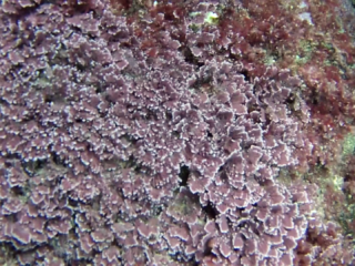 Alga Corallina "Officinalis Caespitosa" - Seaweed Corallina "Officinalis Caespitosa" - Red Seaweed - Intotheblue.it