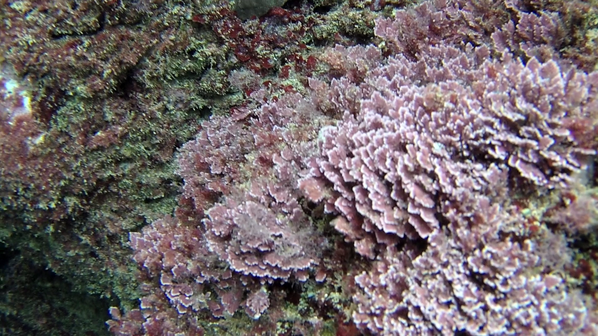 Alga Corallina "Officinalis Caespitosa" - Seaweed Corallina "Officinalis Caespitosa" - red seaweed - intotheblue.it