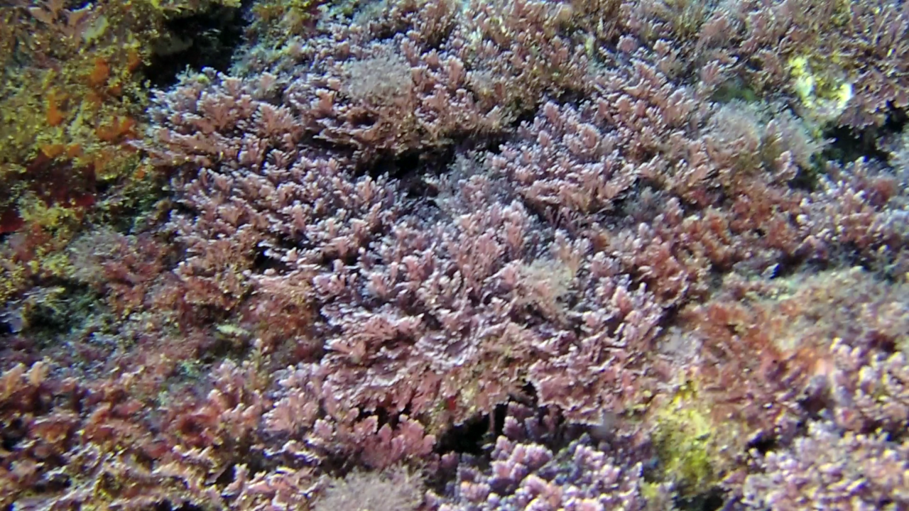 Alga Corallina "Officinalis Caespitosa" - Seaweed Corallina "Officinalis Caespitosa" - red seaweed - intotheblue.it