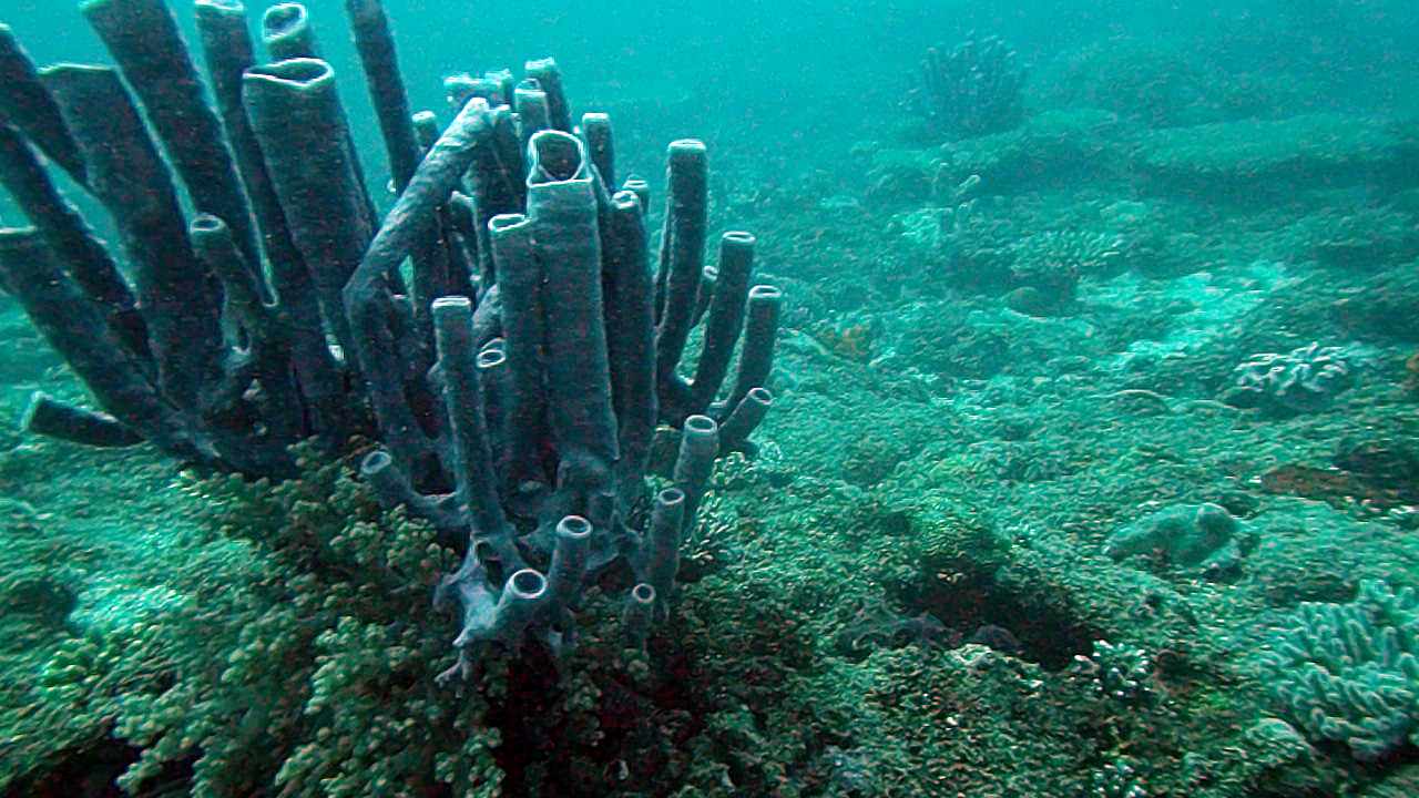 Spugna marina tubolare - Callyspongia - intotheblue.it